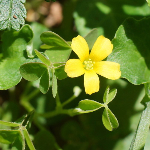 Oxalis perennans