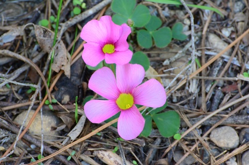 Oxalis purpurea
