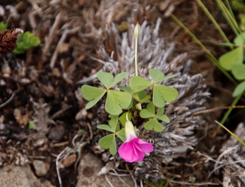 Oxalis smithiana