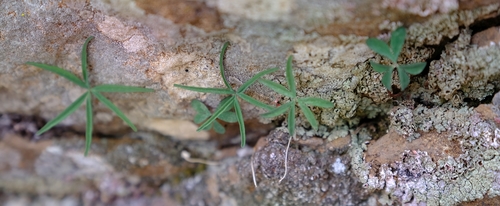 Oxalis smithii
