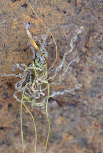 Oxalis smithii