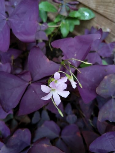 Oxalis triangularis