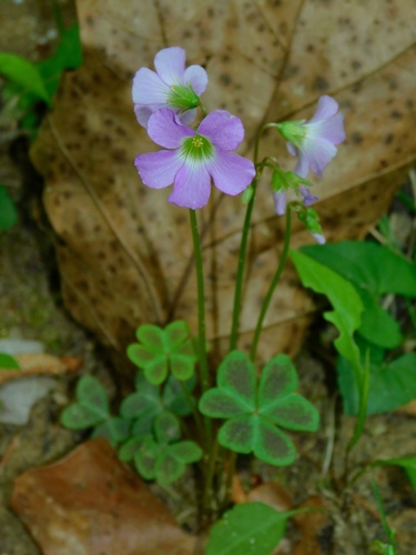 Oxalis violacea