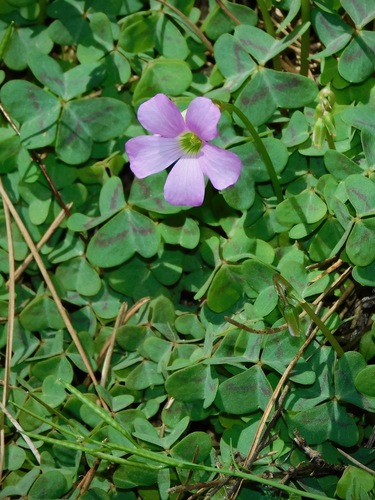 Oxalis violacea