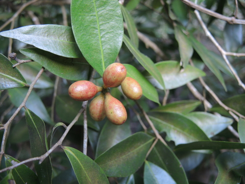 Oxandra lanceolata