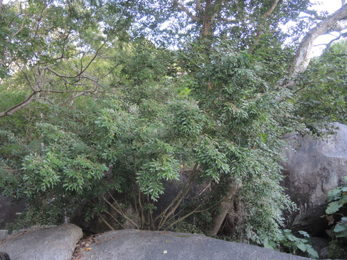 Oxandra lanceolata