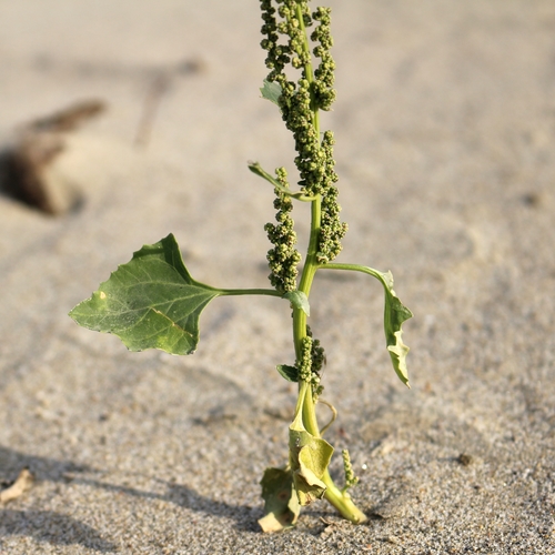 Oxybasis urbica