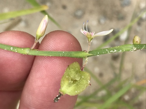 Oxygonum delagoense