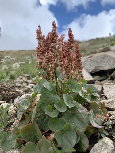 Oxyria digyna