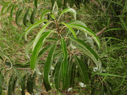 Ozoroa engleri