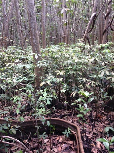 Pachira aquatica