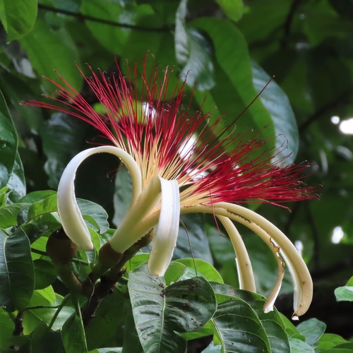 Pachira aquatica