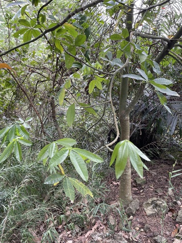 Pachira glabra