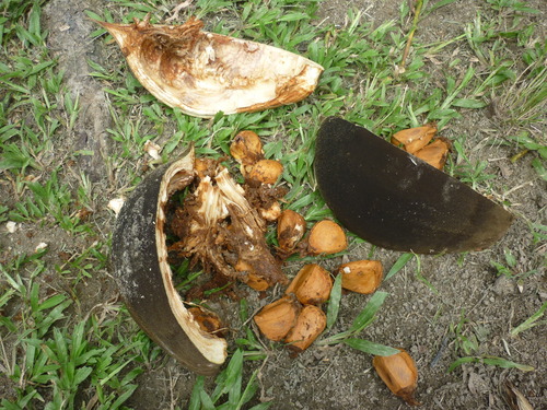 Pachira insignis