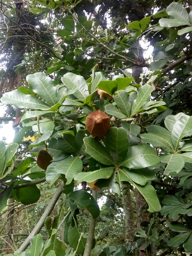 Pachira insignis