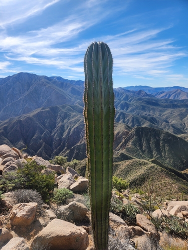 Pachycereus pringlei