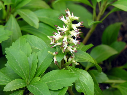 Buxaceae