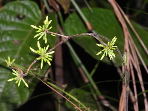 Pacouria guianensis