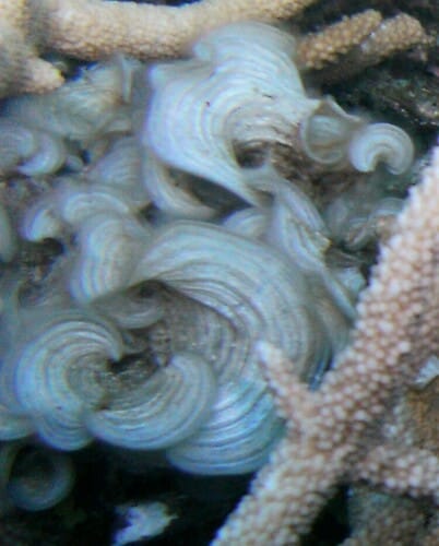 Padina australis