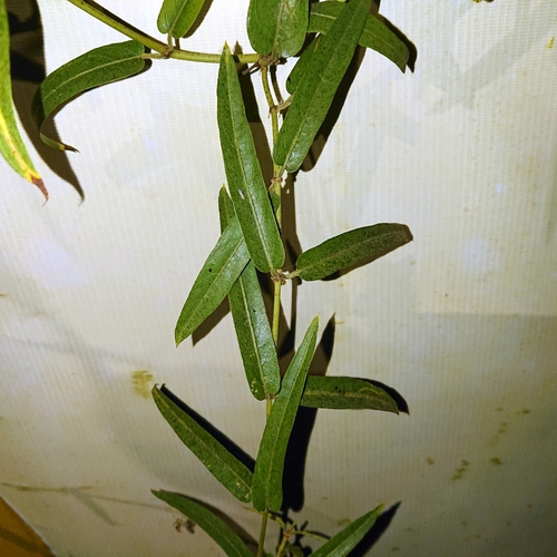 Paederia linearis