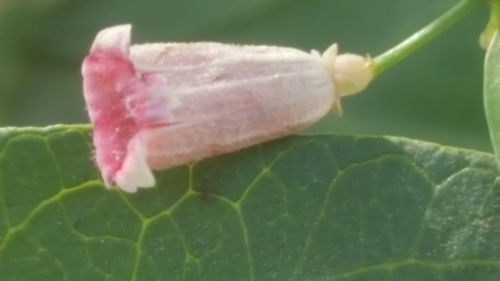 Paederia linearis
