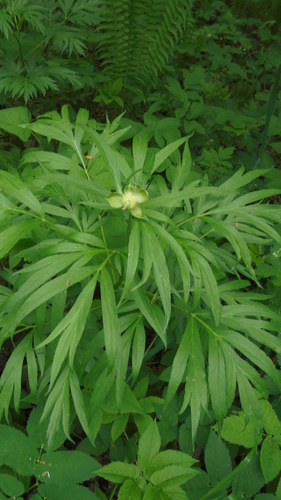 Paeonia anomala
