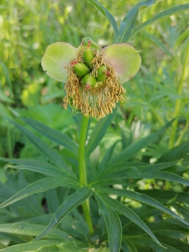 Paeonia anomala