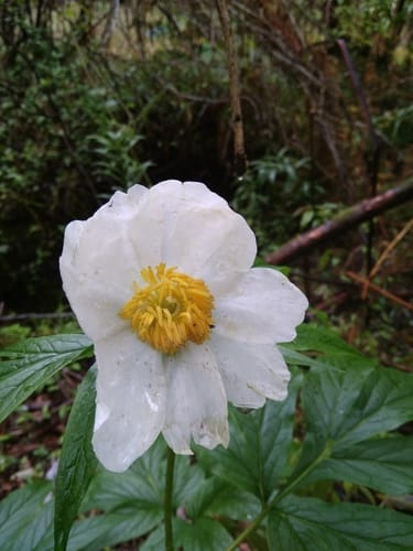 Paeonia emodi