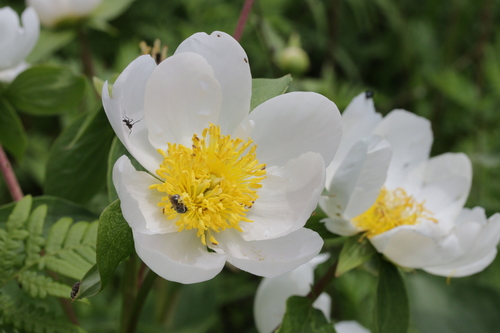 Paeonia lactiflora