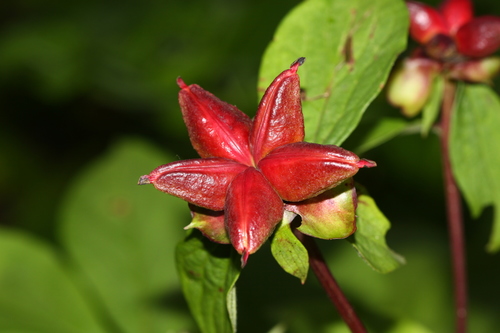 Paeonia lactiflora
