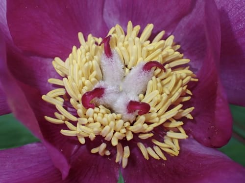 Paeonia mascula