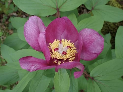 Paeonia mascula