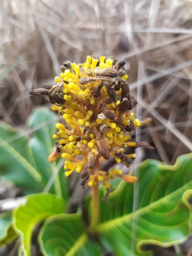 Palicourea rigida