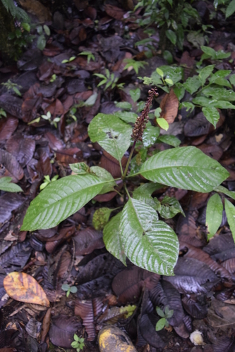 Palicourea subspicata