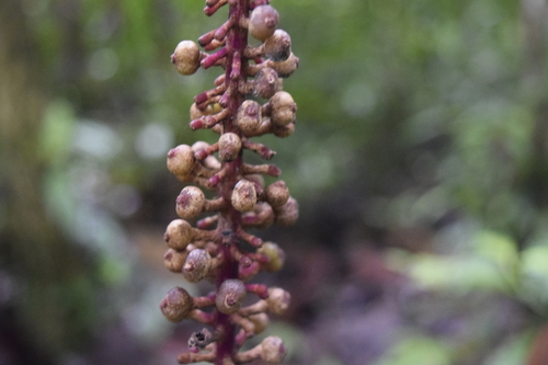 Palicourea subspicata