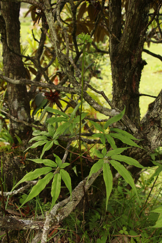 Panax pseudoginseng