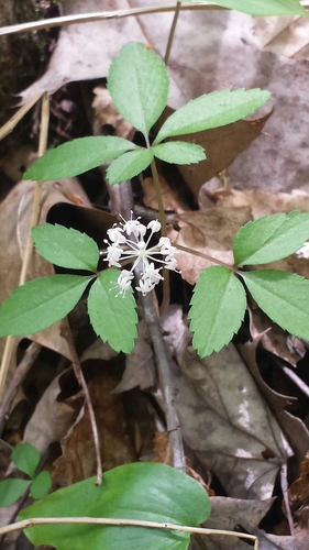 Panax trifolius