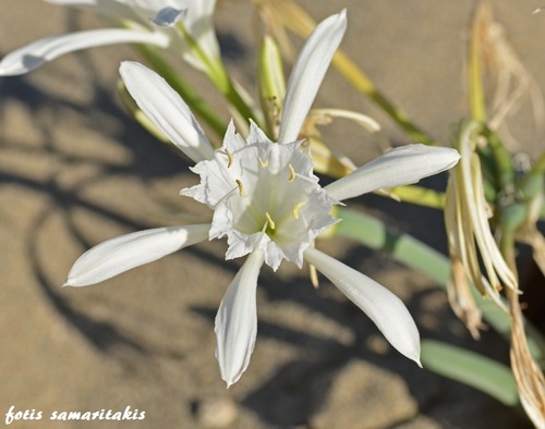 Pancratium maritimum