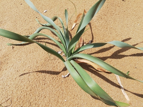 Pancratium maritimum
