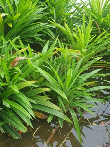 Pandanus amaryllifolius