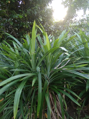 Pandanus amaryllifolius