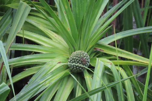 Pandanus aquaticus