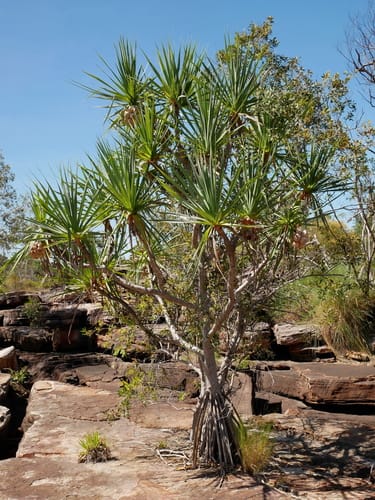 Pandanus basedowii