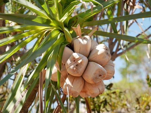 Pandanus basedowii