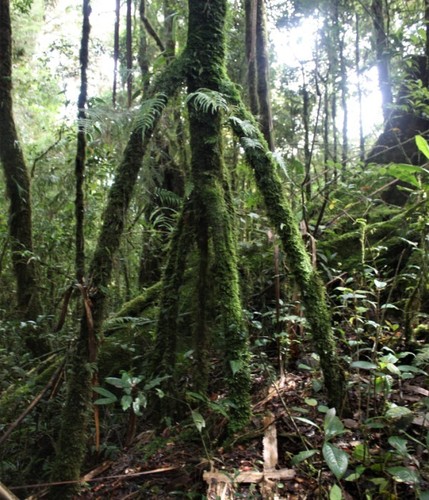 Pandanus brosimos