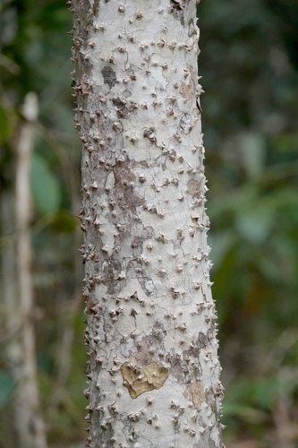Pandanus conicus