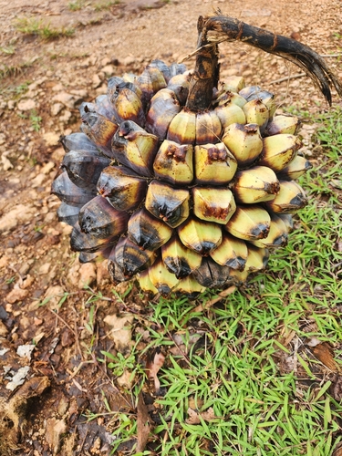 Pandanus dubius