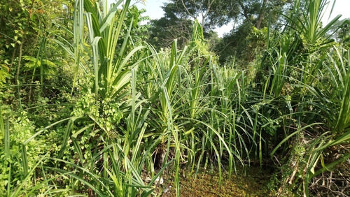 Pandanus kaida