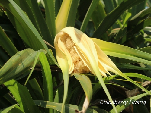 Pandanus odorifer