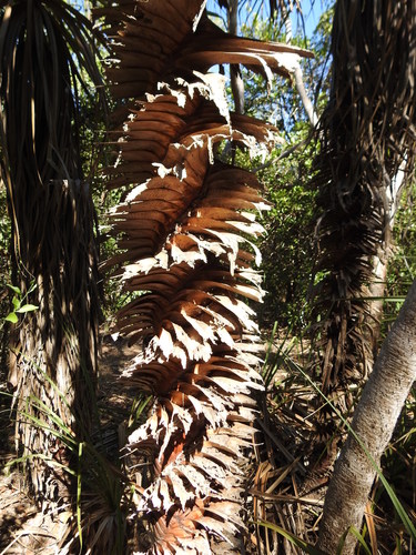 Pandanus spiralis